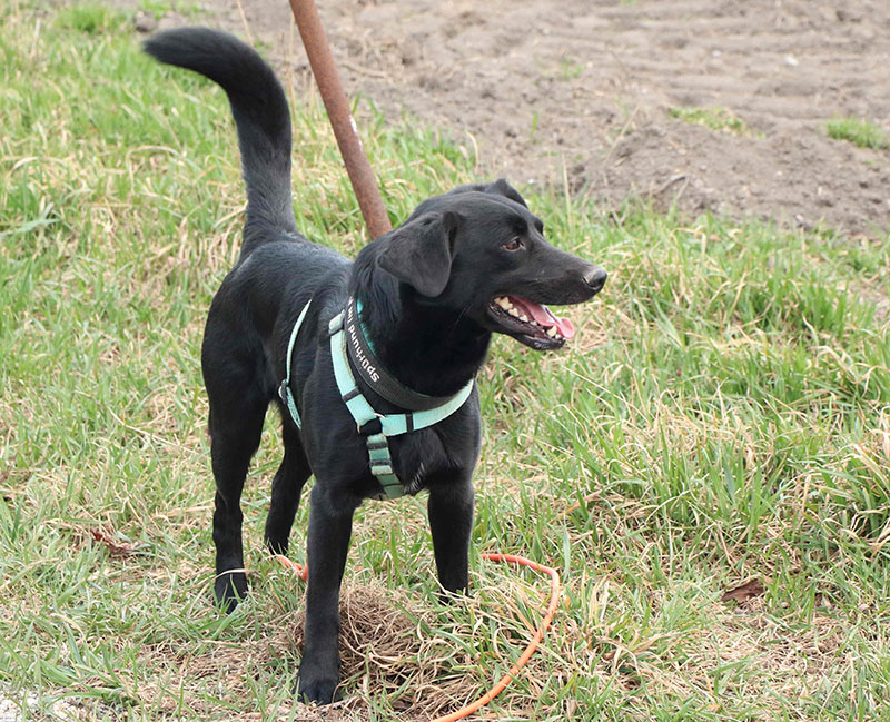 Spürhund Charlie