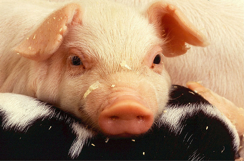 Tierschutz Schwein